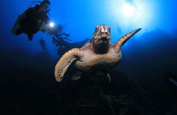 Night Scuba Dive at Blue Heron Bridge Small Group Experience