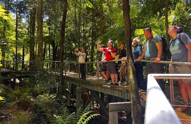 Sydney to Blue Mountains Private Day Tour with Irene