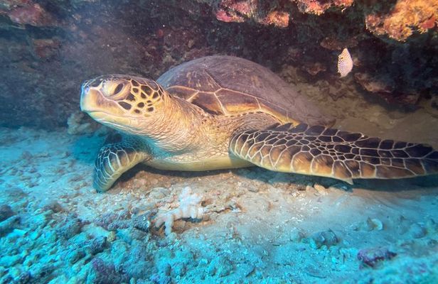 Certified Diver 2 Tank Shallow Reef Dives Off Wai'anae