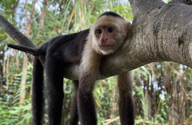 Manuel Antonio: Mangrove Boat Experience