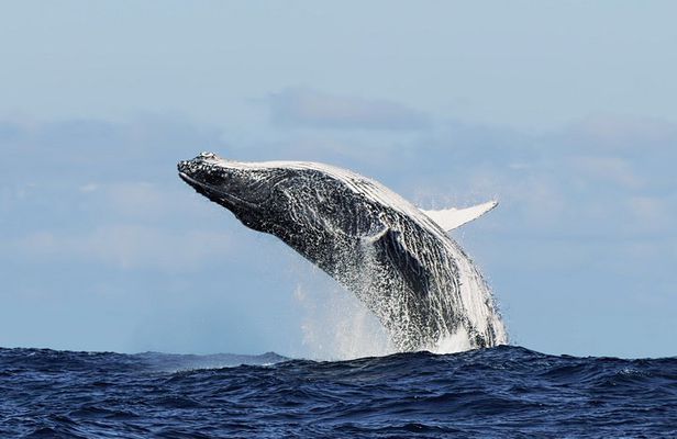 Whale-Watching Boat Cruise in Hermanus with Wine Tasting