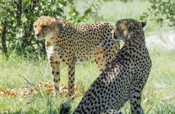 Cape Town Safari Signature Trip 8 Days of Culture and Wildlife