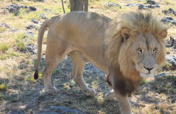 Half-Day Lion Park Safari from Johannesburg