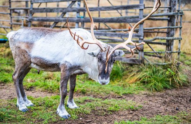 Autumn Local Reindeer Farm Visit with Professional Photographer
