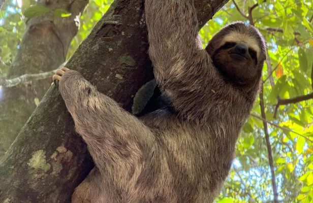 Rio Nature Experience: Tijuca Forest, Mirantes e Vida Selvagem