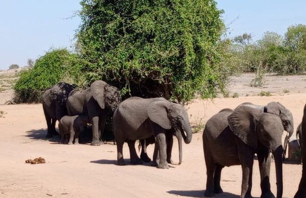 Chobe Day Trip