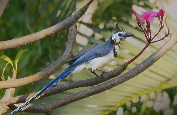 Bird watching in Ixtapa