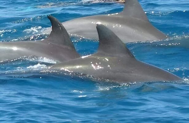 Dolphin tour,Jozani forest,kuza cave,Paje Beach & Rock restaurant