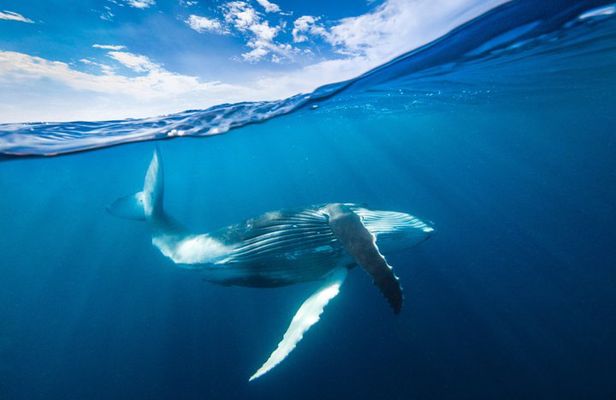 Small Group Whale Watching and Swim Experience in Moorea