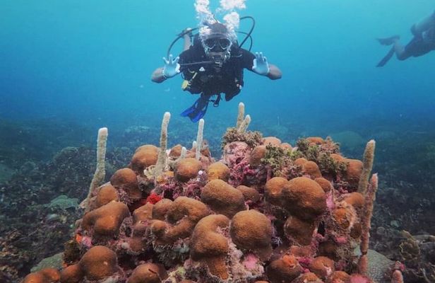 Discover Scuba Diving with Paraiso Dive
