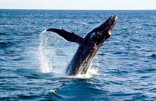 Melbourne: Phillip Island or Wilsons Prom Whale Watching