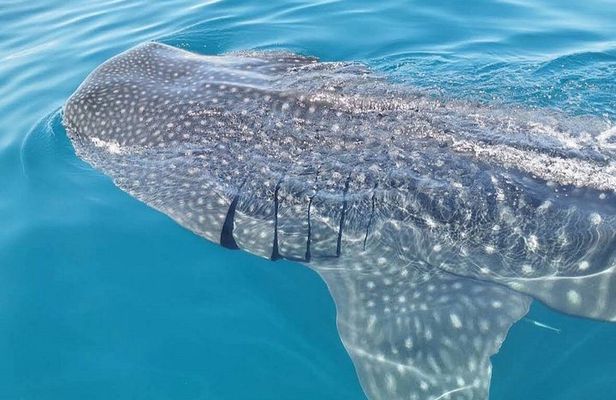 Holbox : swimming tour with whale sharks and snorkel