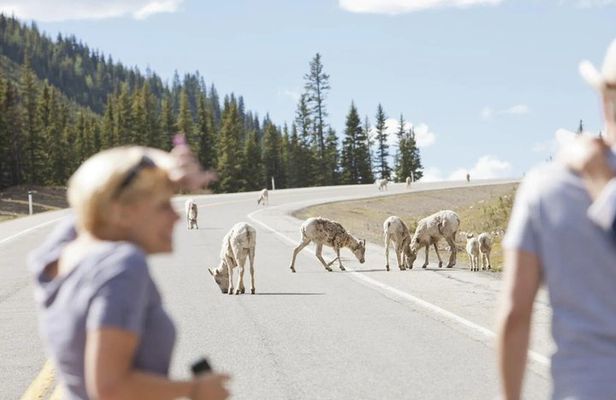 Banff Sunset Wildlife Tour: Spot Bears, Elk & Bighorn