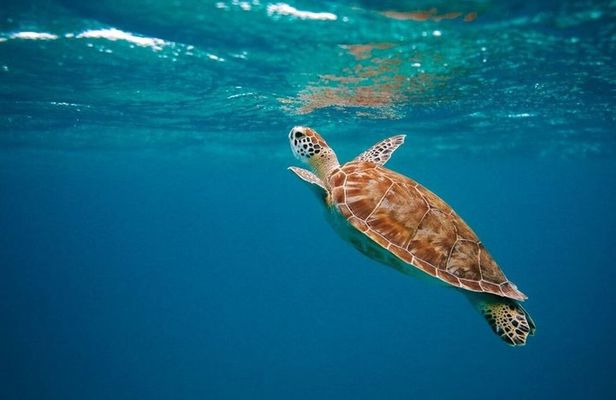 Cancun: 4-Stop Snorkeling Tour, Turtles,Reef,Shipwreck & Cenote