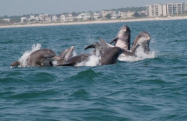 Blue Wave Adventures TursiOps Dolphin Watch Cruise Murrells Inlet