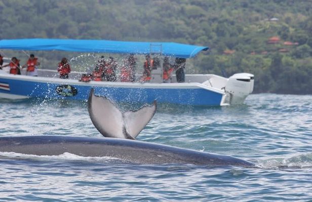 Whale Watching & Dolphin Tour – Uvita, Costa Rica