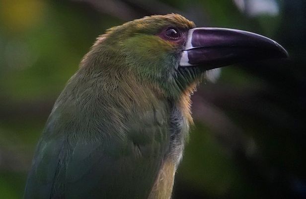 Supreme 100 + Species Challenge: Full day Mindo Birding Adventure.