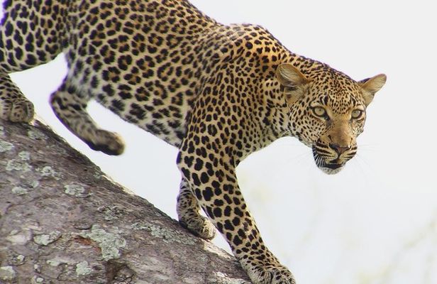 From Dar Es Salaam-Mikumi Wildlife Safari Day Trip with SGR Train