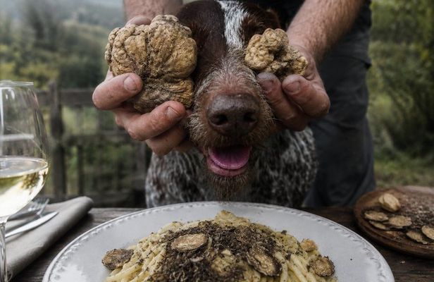 Truffle Hunt and Gourmet Lunch in Trattoria with Truffle