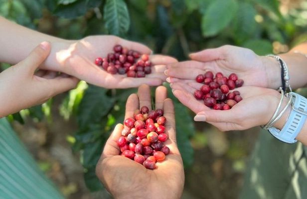 Best & Top of Arusha; Coffee Tour and Waterfall Hike.