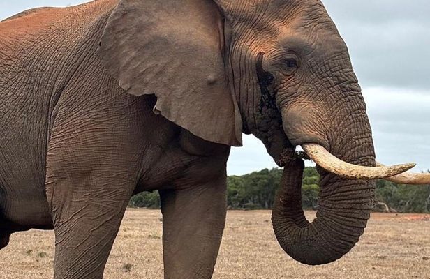 Full Day Safari Amakhala Game Reserve and Addo Elephant Park