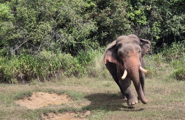 Tusker Elephant Jeep Safari With Wal Aliya