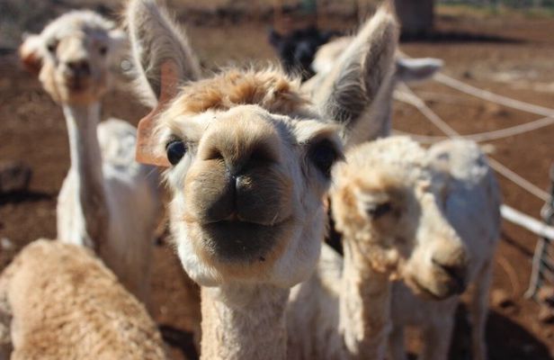 Maui Dragonfruit Farm Alpaca Tour with Ocean Views