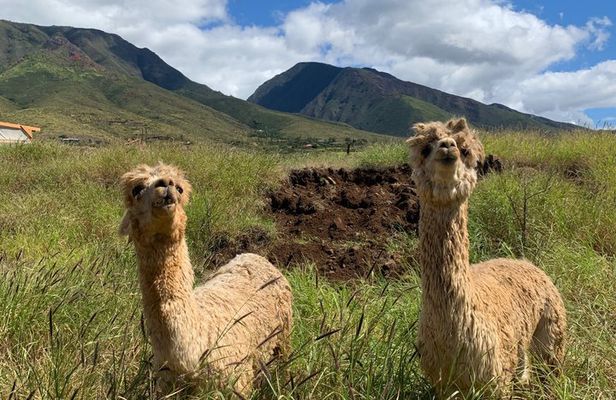 Alpaca and Fruit Tasting Combo Tour at the Maui Dragonfruit Farm
