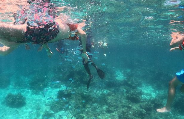 Catlina Island | Free Diving and Transportation