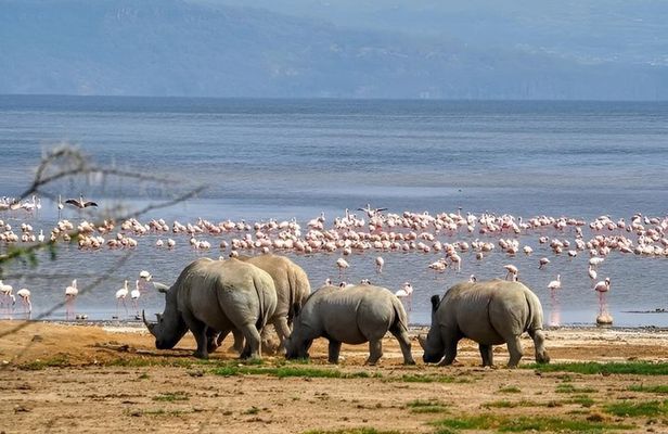 7-Day Wildebeest Migration Safari: Amboseli & Masai Mara