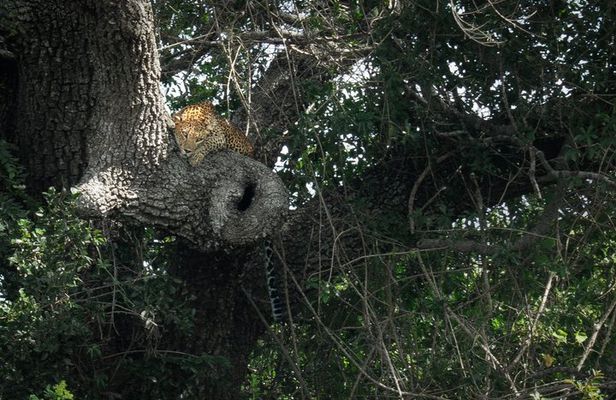 Private Wildlife Safari in Yala National Park Half Day Tour