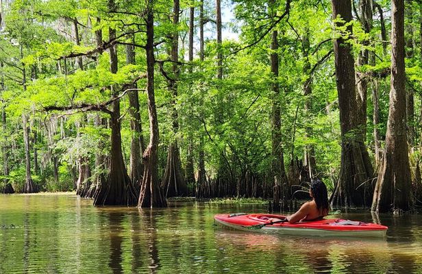 Kayak Tour in the Atchafalaya Basin Explore Louisiana Swamps