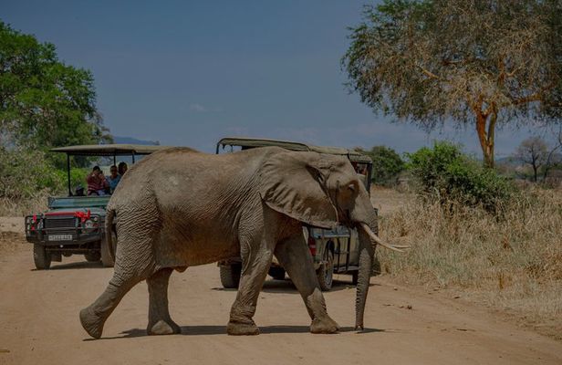 2-Day Mikumi National Park Safari from Dar es Salaam by SGR Train