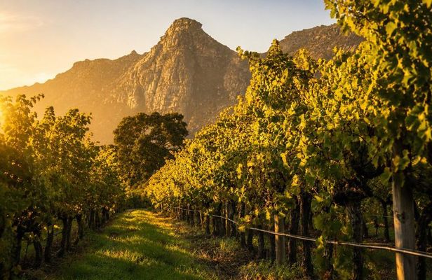 Cape Town: Kirstenbosch, Groot Constantia & Steenberg Wine Estate