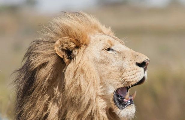 Wine Tasting, Lion Park and Giraffe House Tour