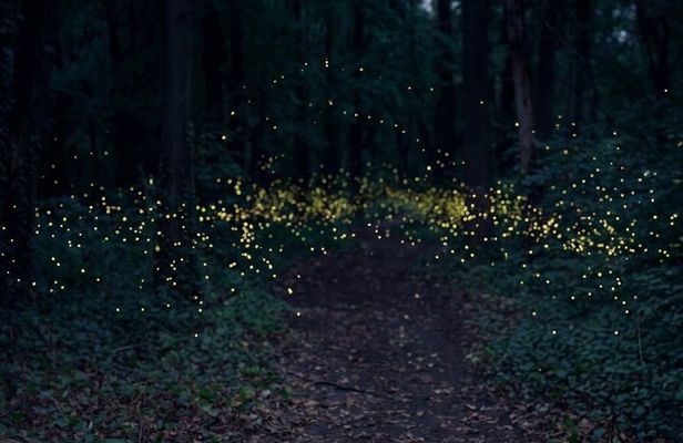 From Puebla: Firefly Sanctuary Tour + Local Dinner