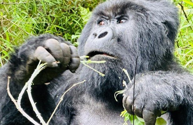 3 Day Uganda Gorilla and Golden Monkey Trekking Adventure