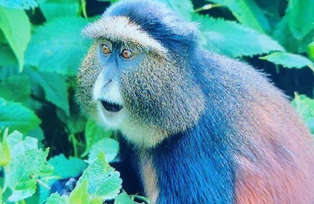 1 Day Golden Monkey Trek Tour in Volcanoes National Park