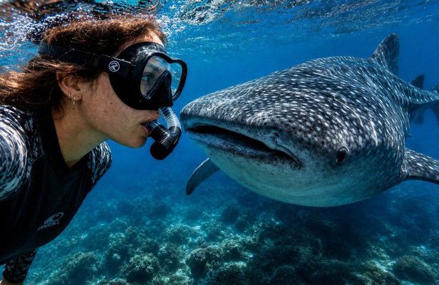 Cebu: Oslob Whale Shark Swimming & Kawasan Falls Canyoneering