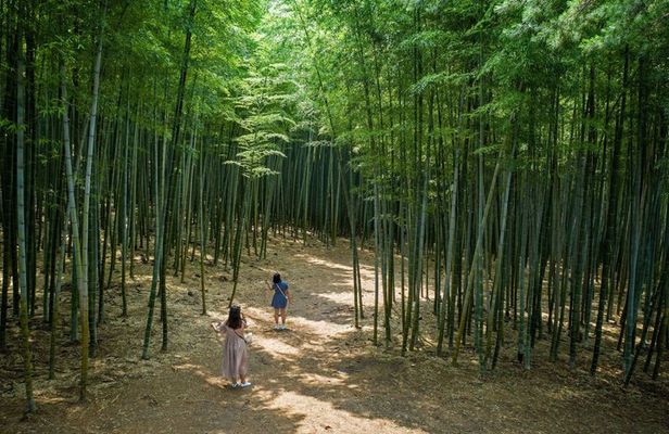 The Real Busan: Bamboo Forest, Coast and Local Life Full Day Tour