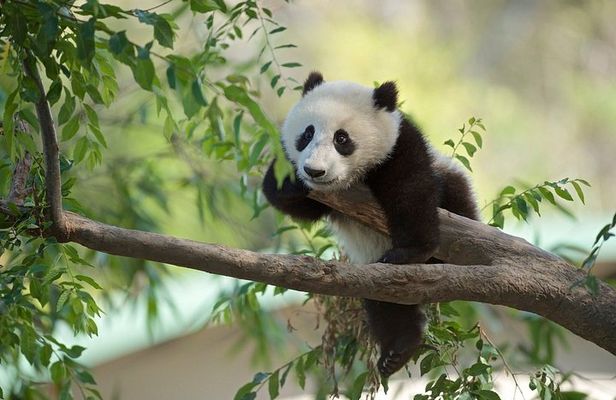 Group Half Day Tour: Panda House and Summer Palace