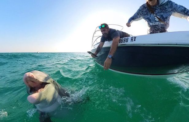 Private Dolphin and Snorkel Tour in Panama City Beach