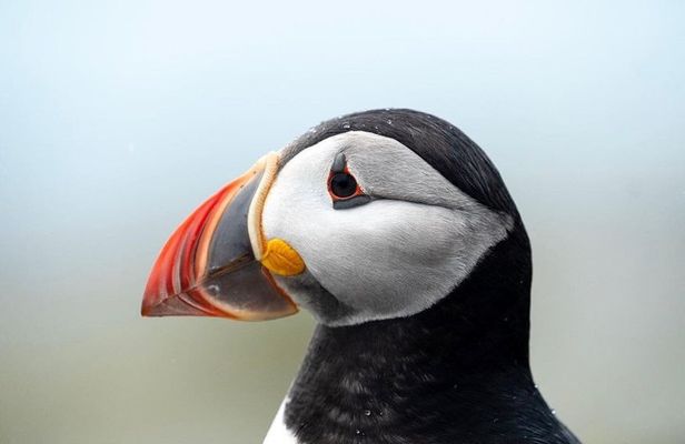 Audubon Puffin Cruise from Boothbay Harbor
