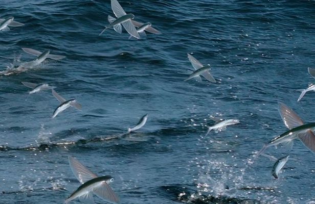 Catalina Nighttime Flying Fish and Undersea Adventure Cruise
