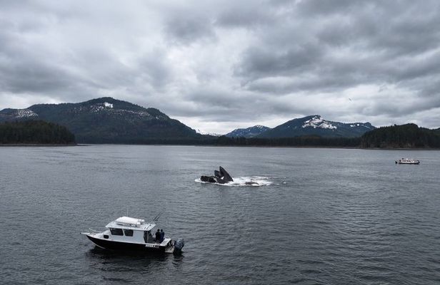 Exclusive Whale Watching