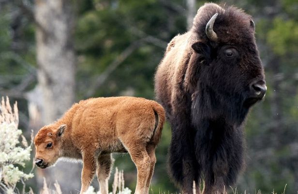 Private Yellowstone Wildlife and Geology Tour from Jackson Hole