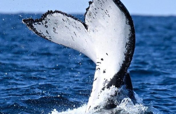 Whale Watching Adventure Ballina