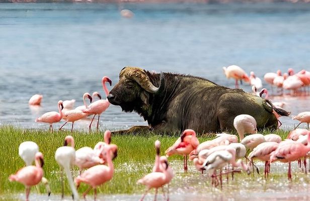 4 Days Group Safari Camping