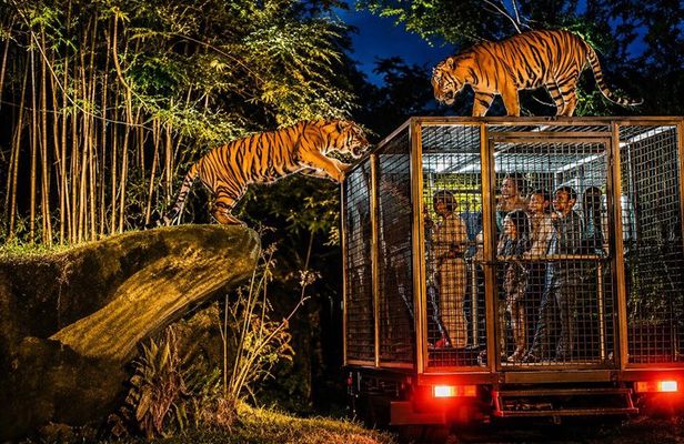 Bali Night Safari Experience