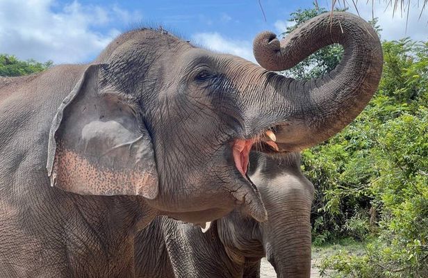 Special Kulen Elephant Forest Tour with Airport Transfer